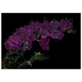 Fractal Orchid Matte Paper Poster